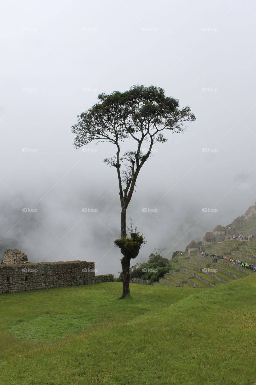 Tree on Macchu Picchu