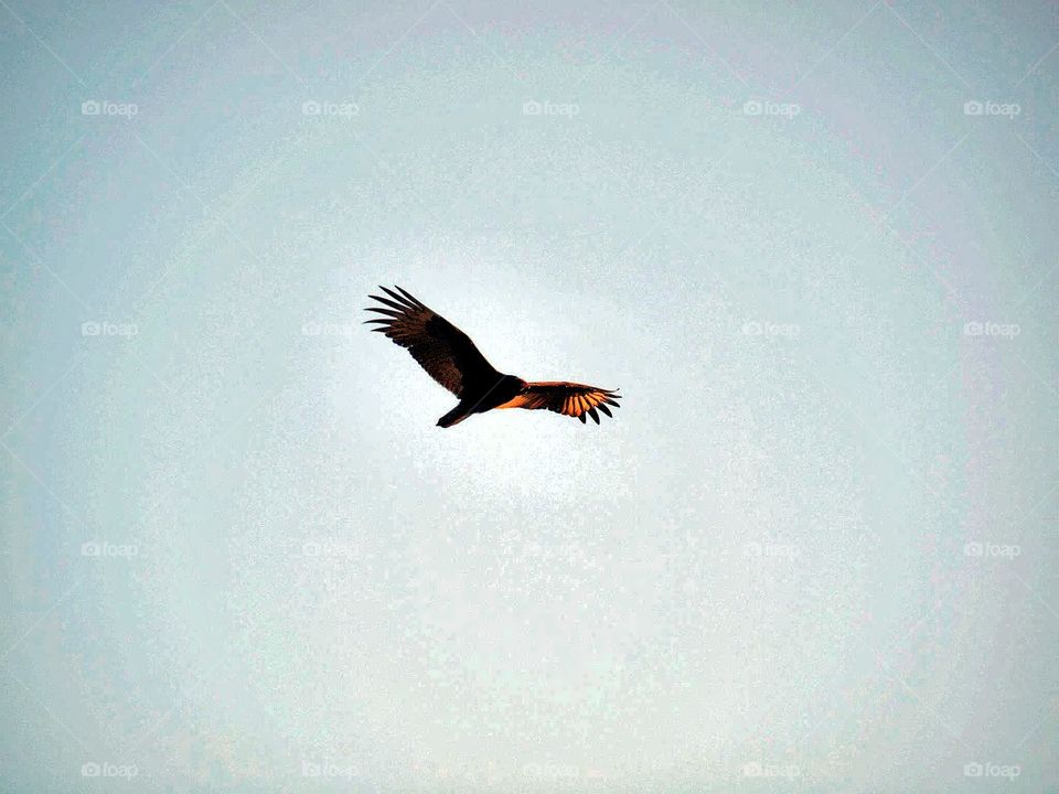 Bird's - Eagles - Olympus E620