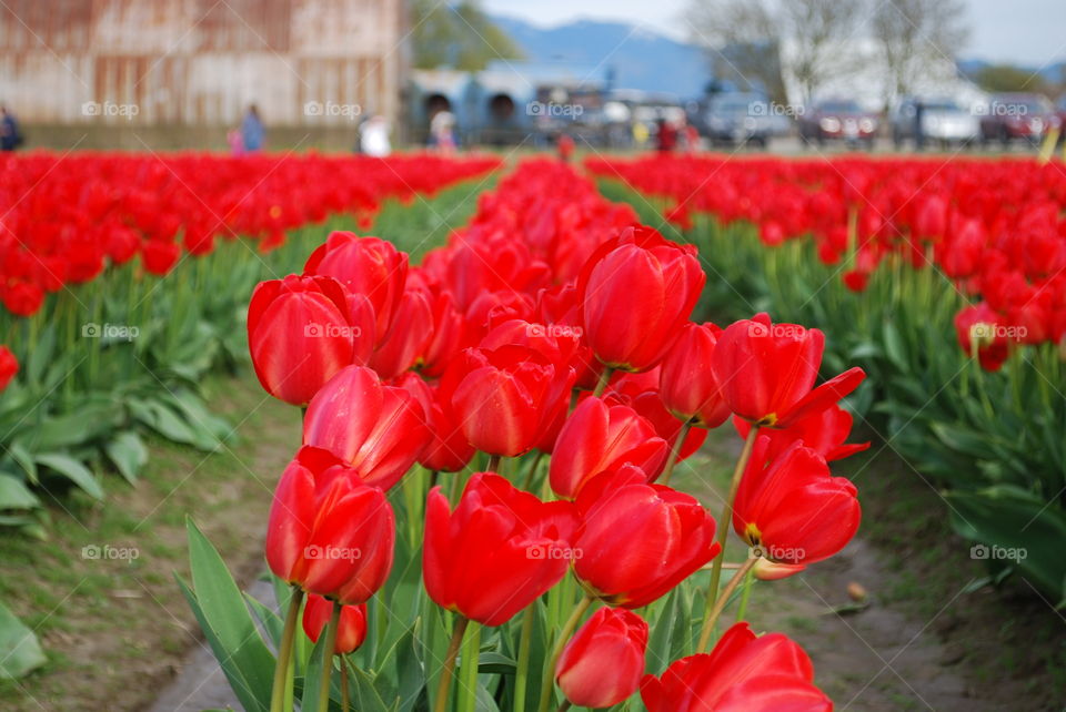 Tulips in tulips field blooming