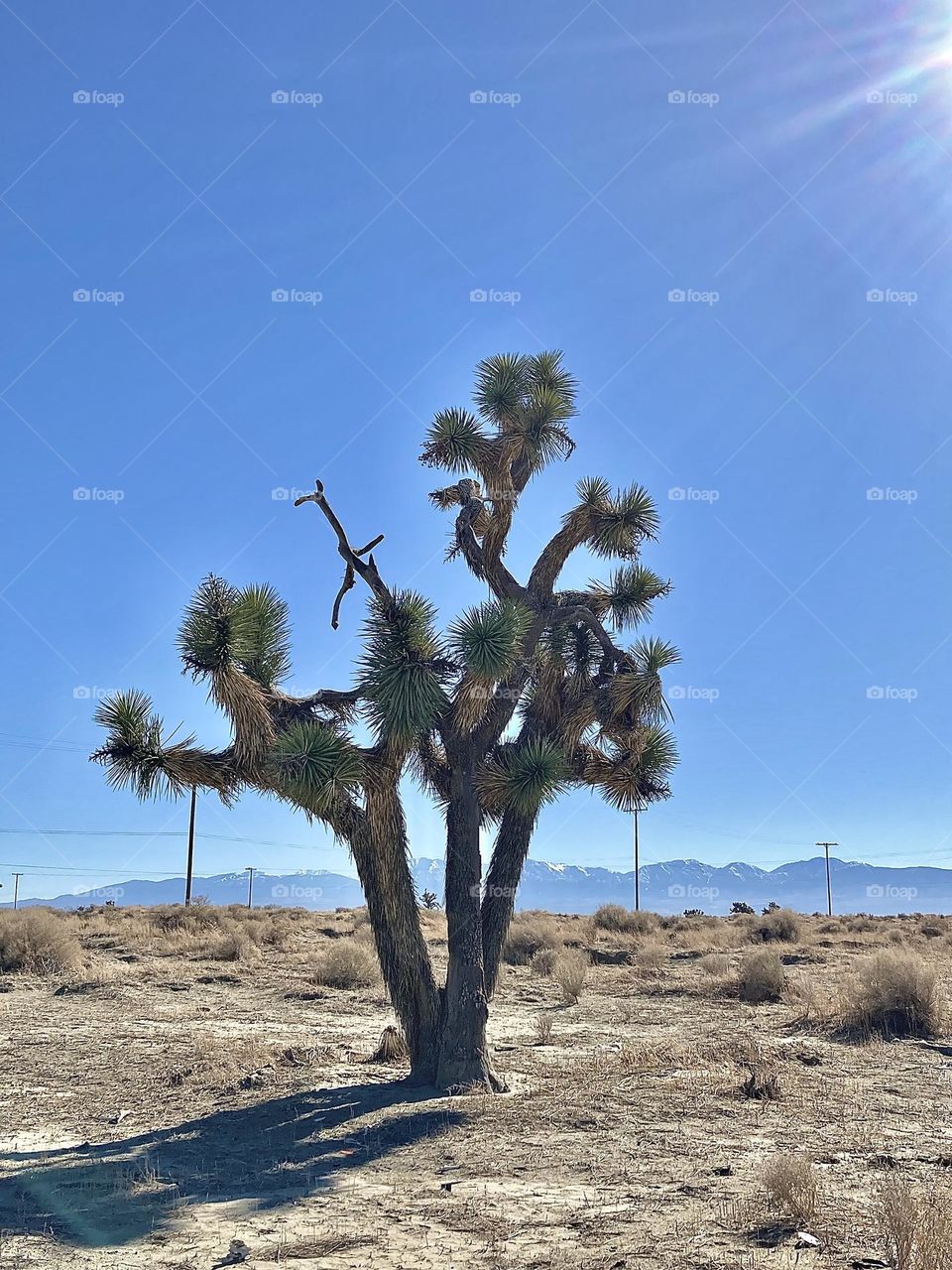Our Ugly Tree is a Joshua Tree