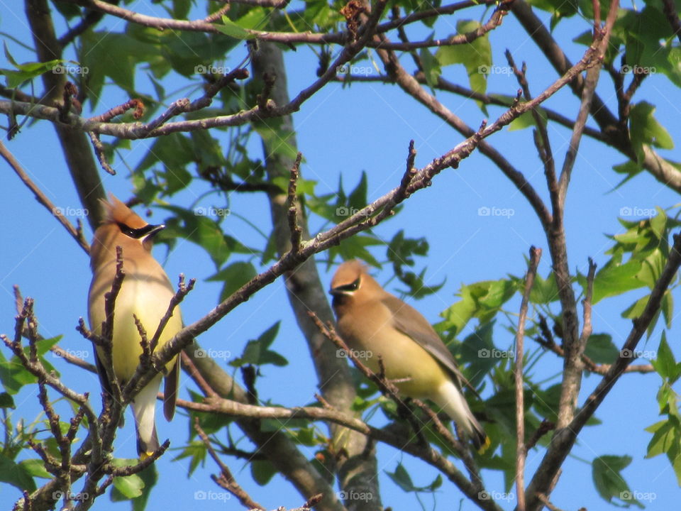 Cedar Waxwings
