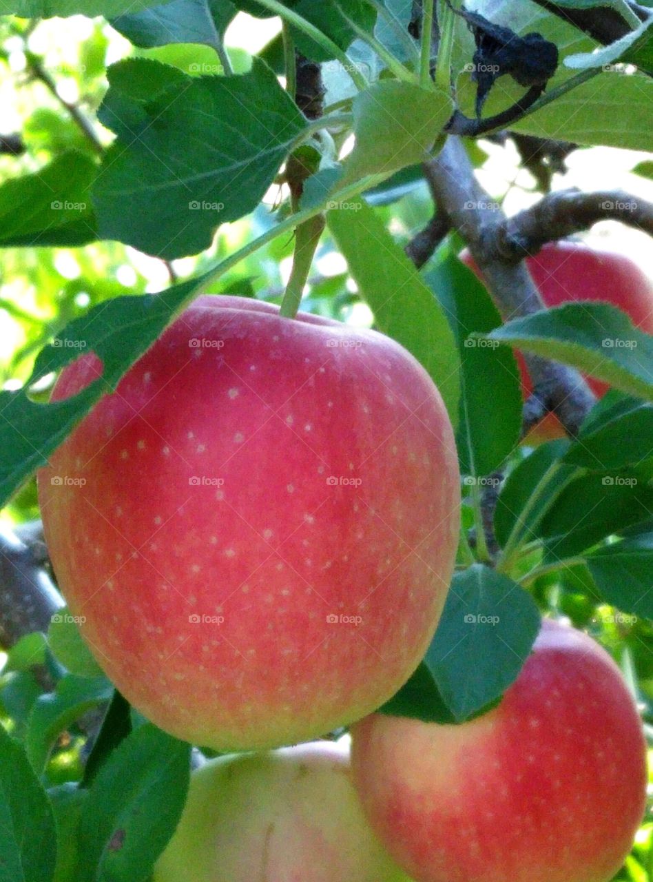 Red apple in orchard