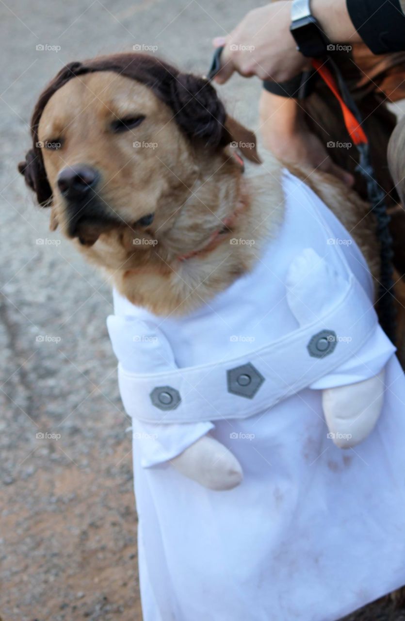 Princess Leia Dog