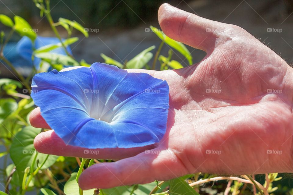 Hand holds beautiful purple flower - common purple glory