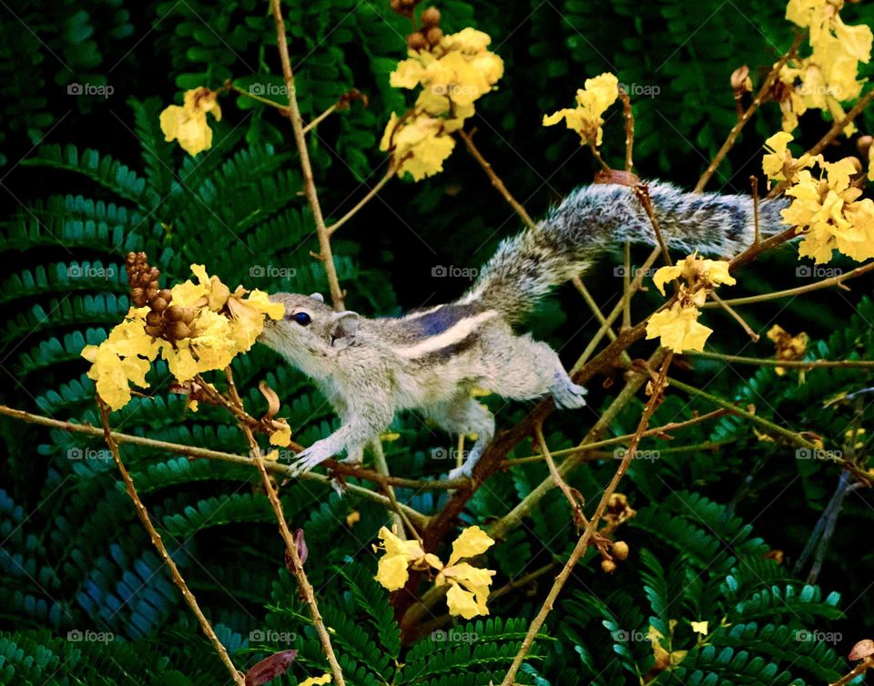 Animal photography - Squirrel- Eating yellow flower 