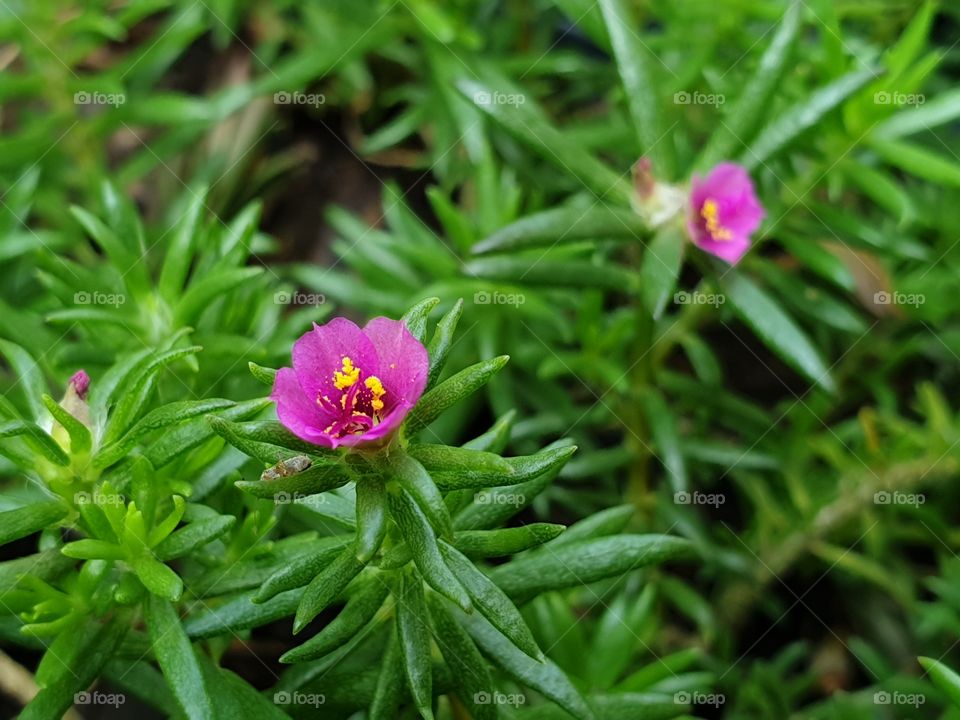 my beautiful Portulaca grandiflora