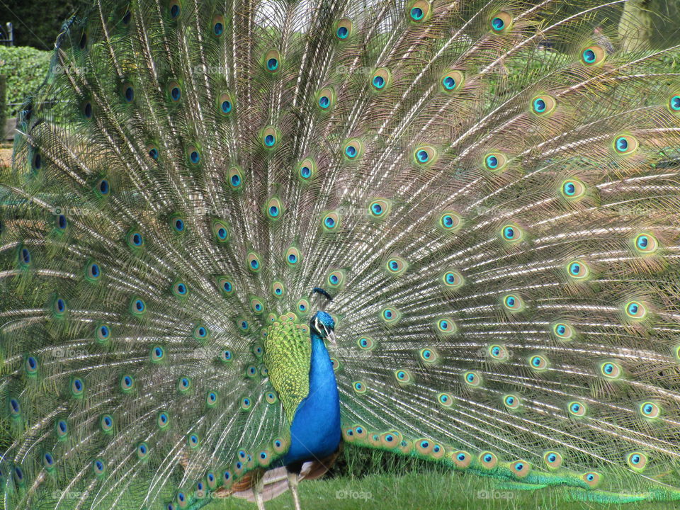 Peacock