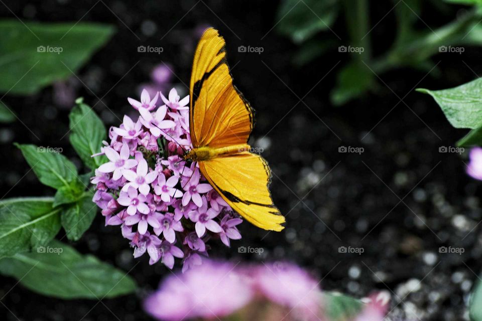 Directly above shot of butterfly on flower