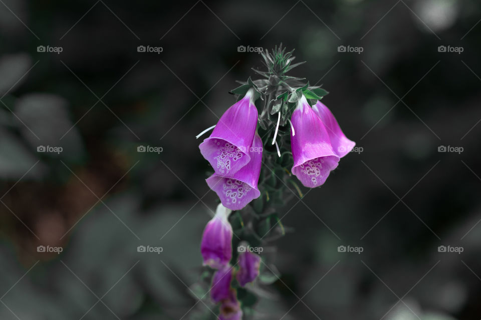 foxglove flower