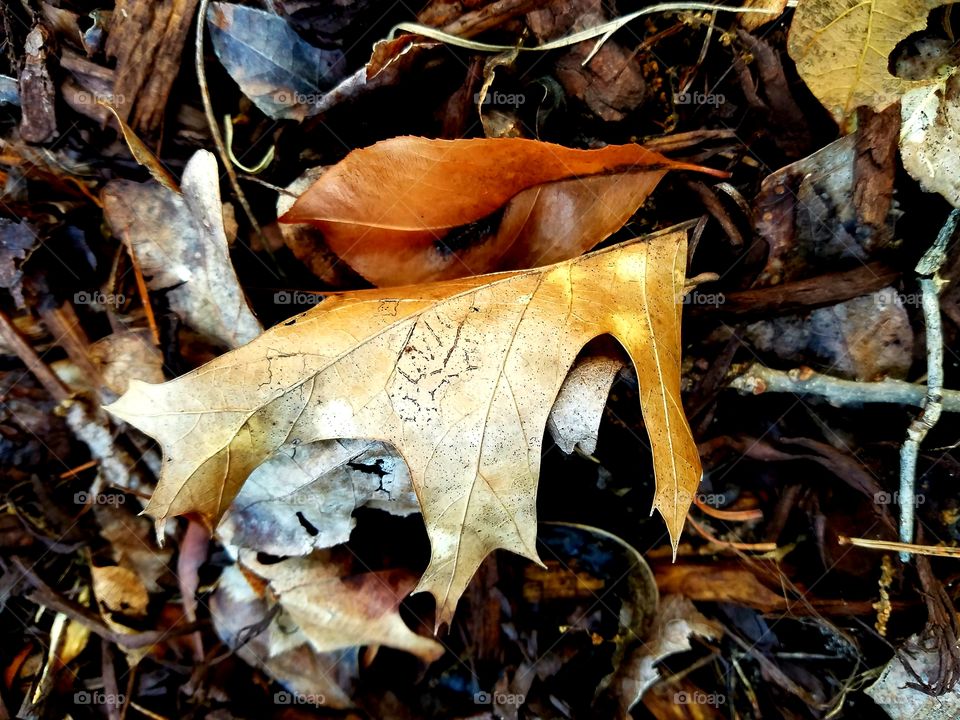 leaves on the forest floor