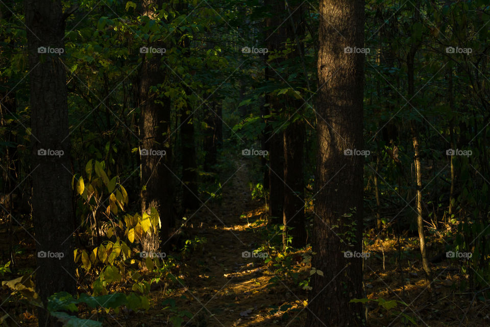 path throw the woods