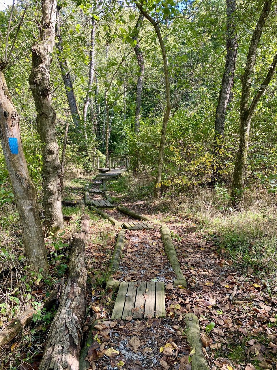 A path through the woods covered in fallen leaves