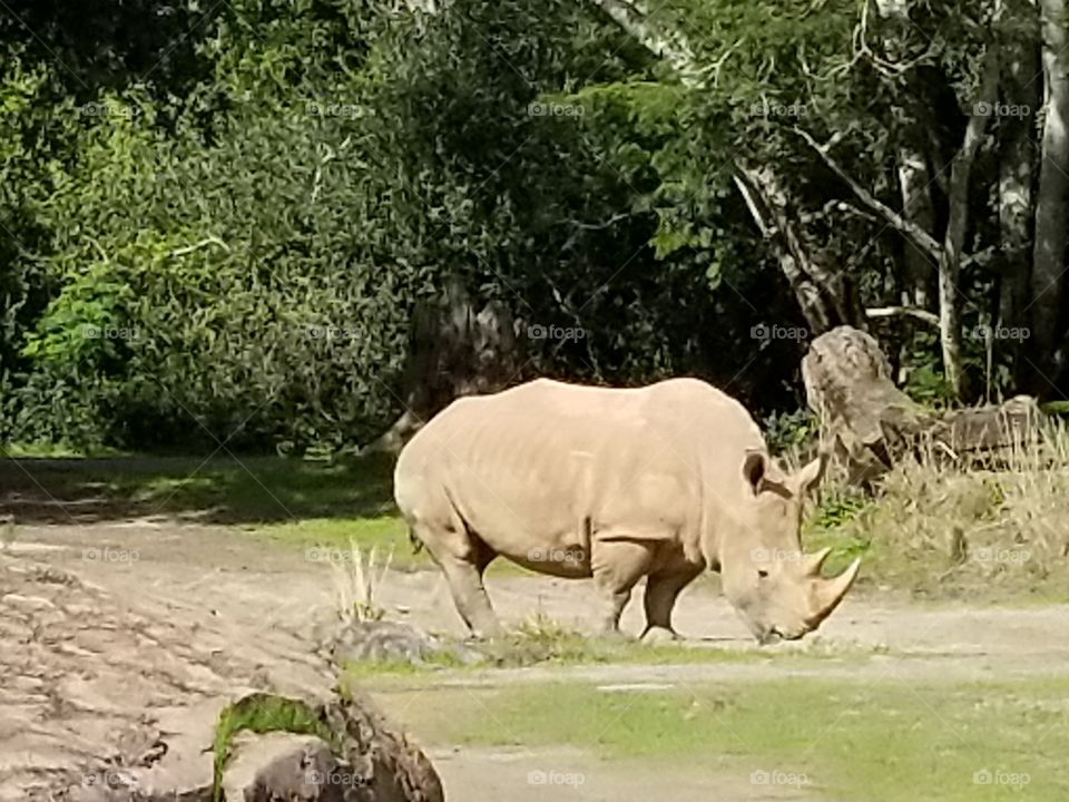 Rhino at Animal Kingdom