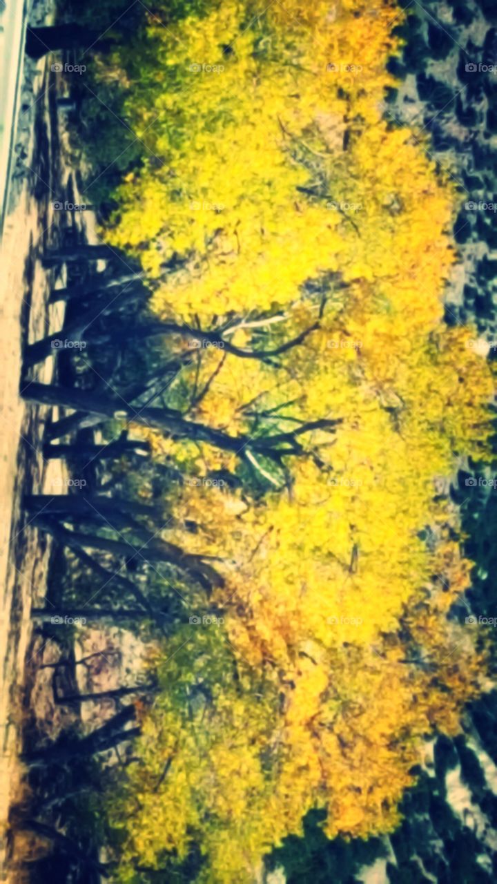 Golden Trees