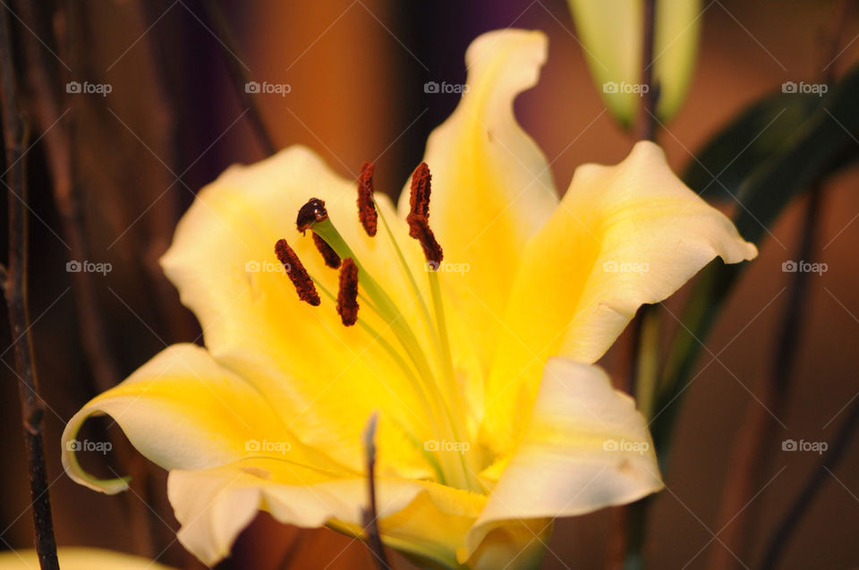 flower by photoplyr