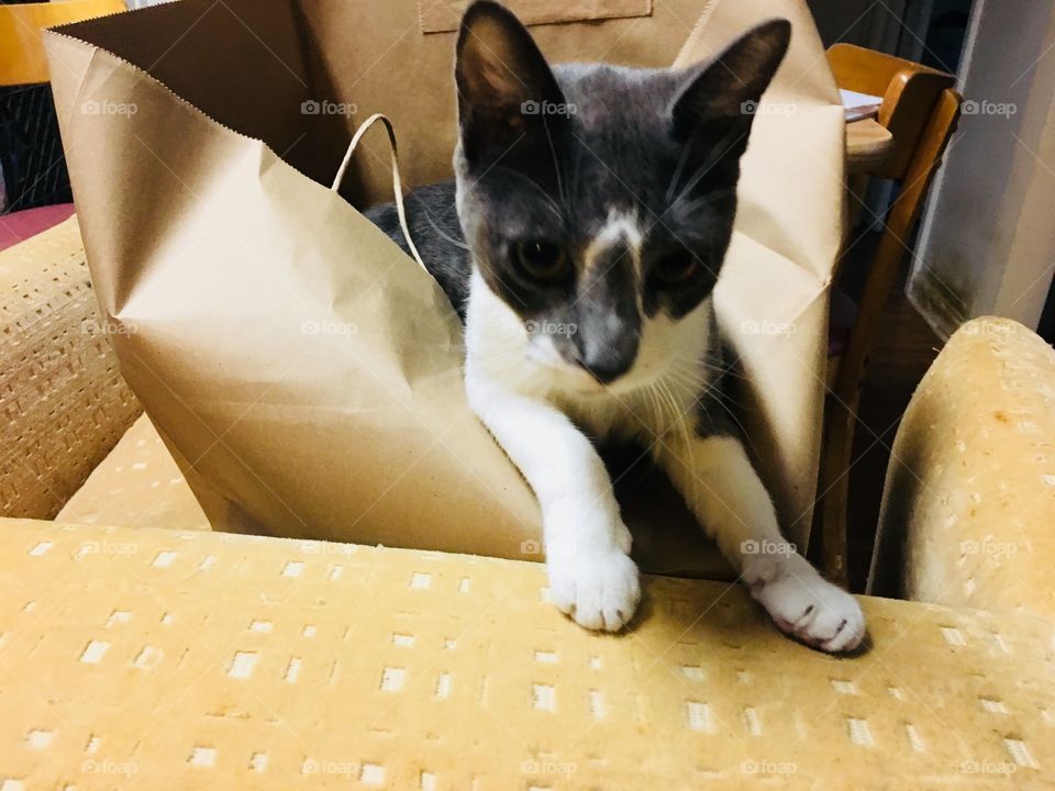 Who let the cat out of the bag?