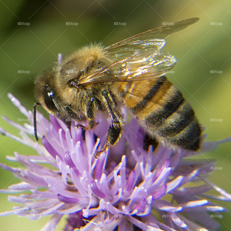 Summertime visitors, Bee on flower