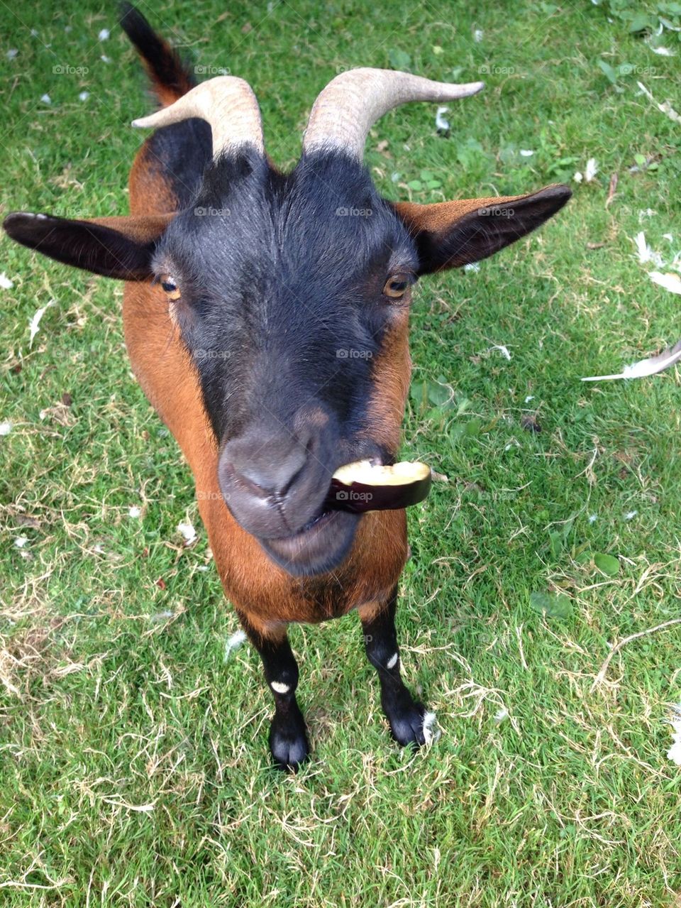 Brown goat eating