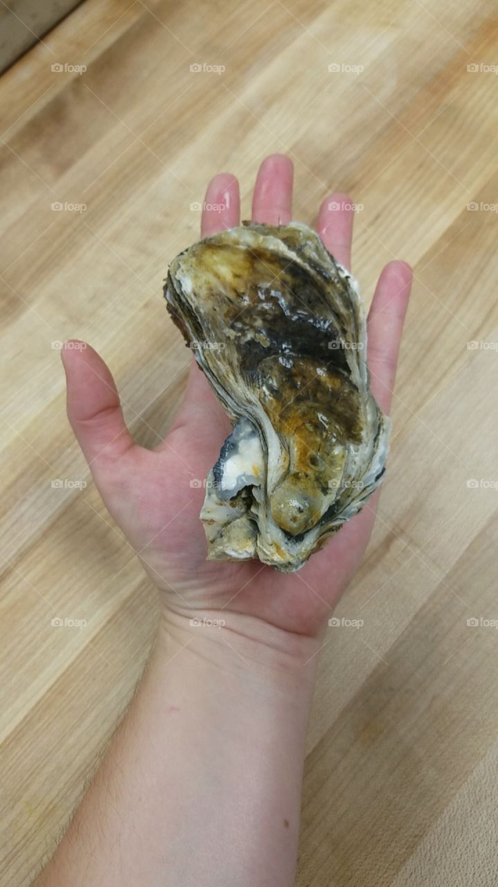 huge oyster