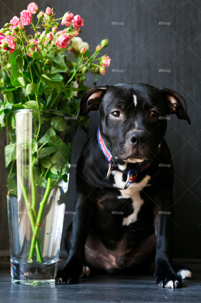 Dog and flowers, furry pet at home