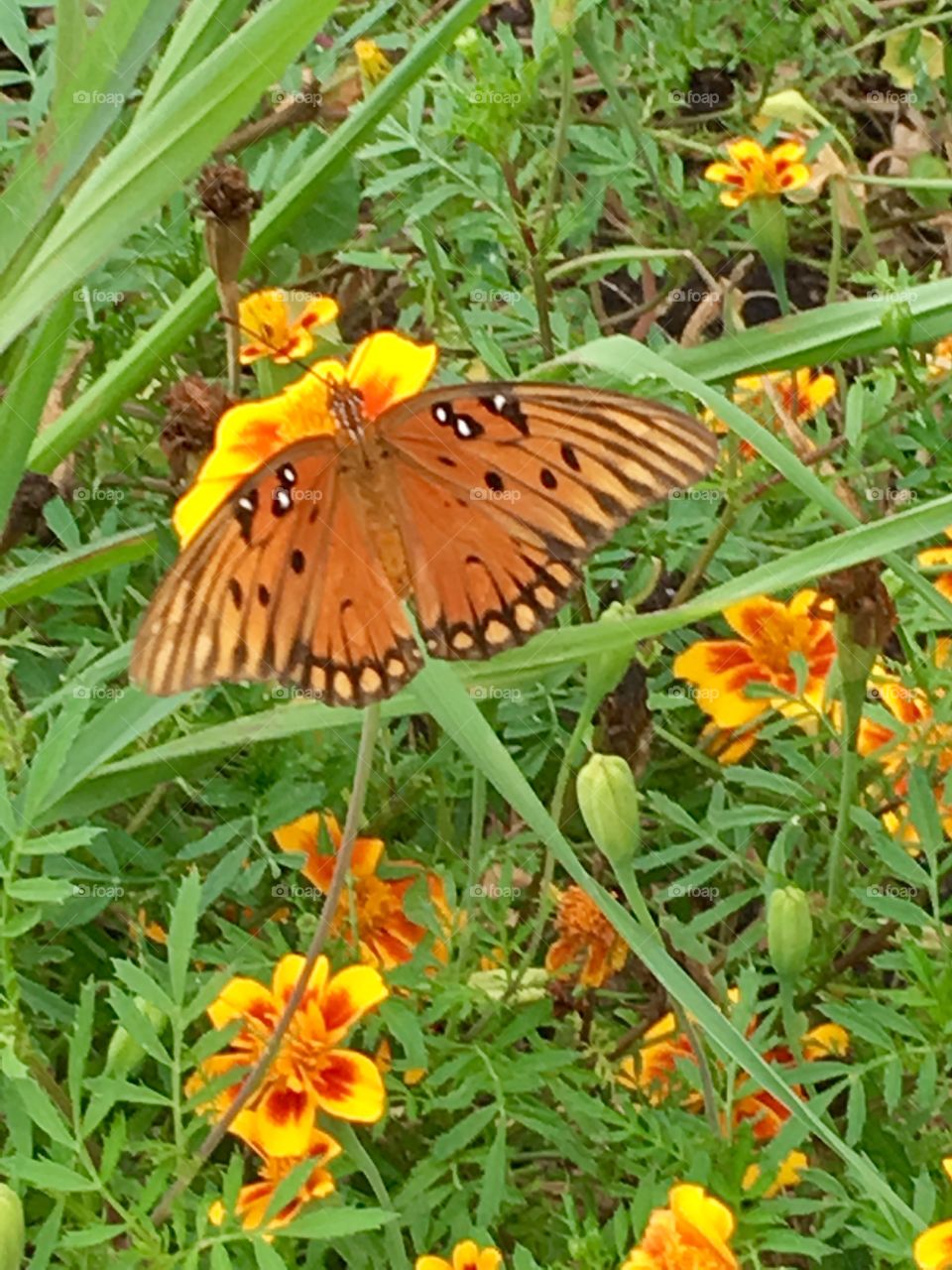 Summer Butterfly 
