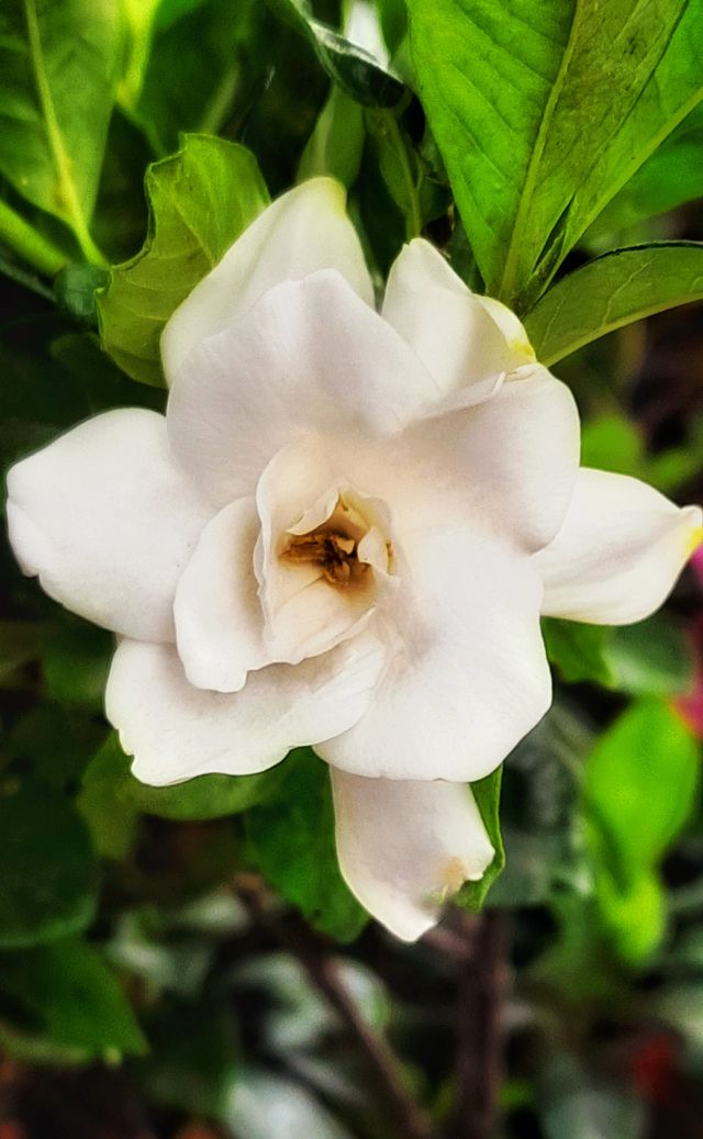 White flower,White,flower,plant green,leaf,leaves,garden,gardening,botany,colorful,blossom,blooming,floral,nature,landscape,summer ,spring