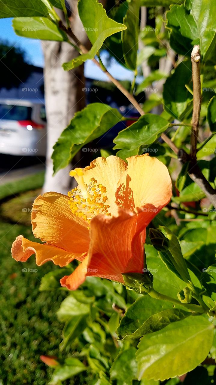 pretty orange flower