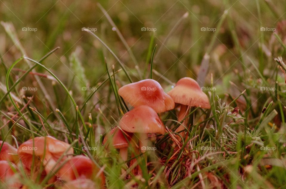 Tiny Mushrooms