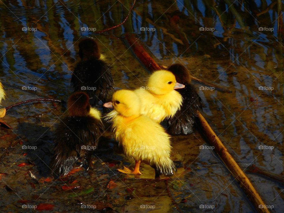 Adorable yellow and brown baby ducklings are standing in shallow water and looking around at Lake Lily Park in Maitland, Florida.