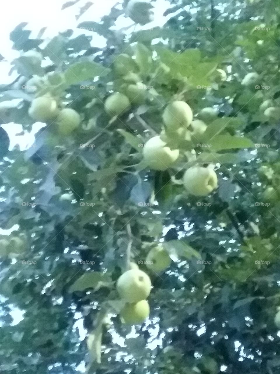 an Apple tree