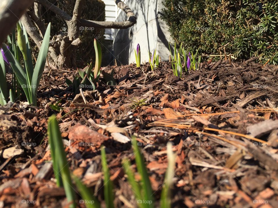 Crocus shoots are always the first sign of spring! 🌱