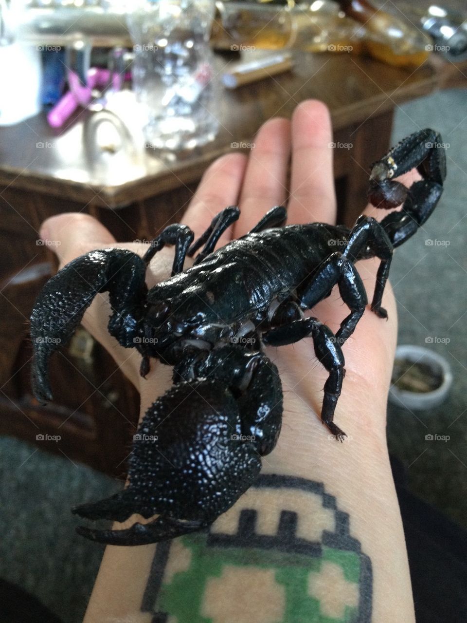 Emperor Scorpion