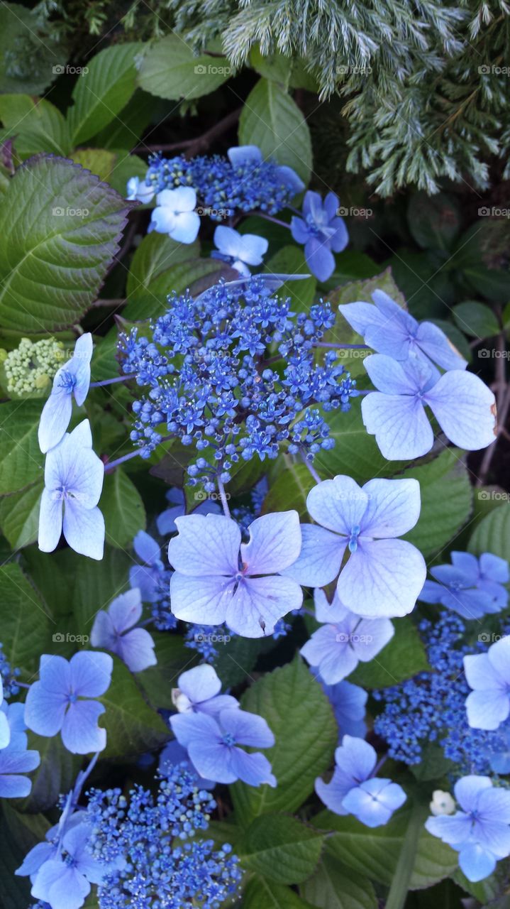 pretty flowers