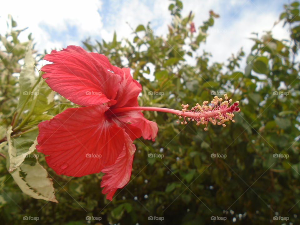 NATURE, ENVIRONMENT, TREES, PLANT.