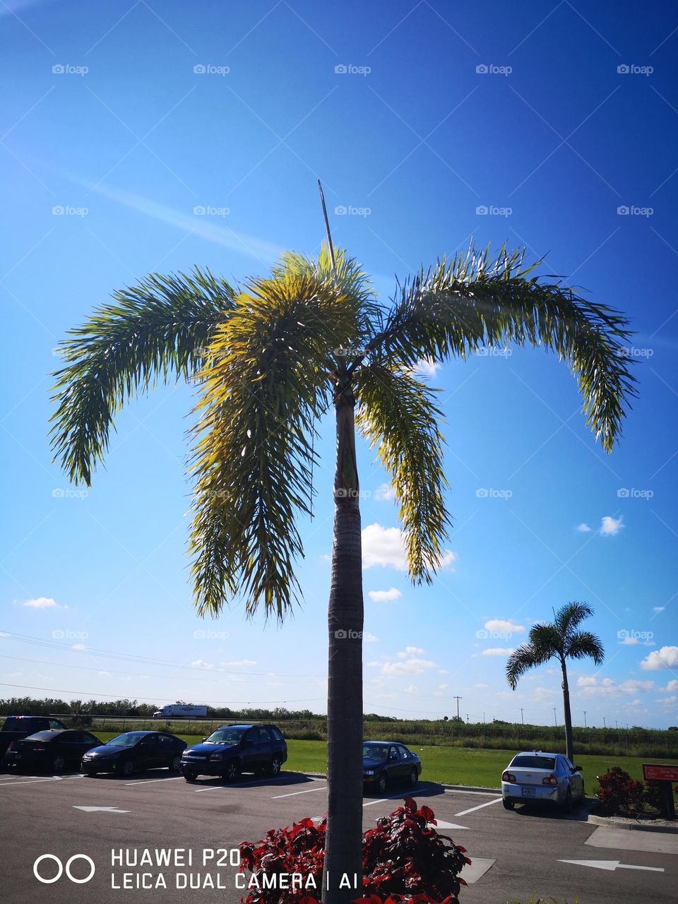 palm tree sky