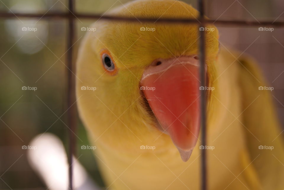 caged bird looking through at you