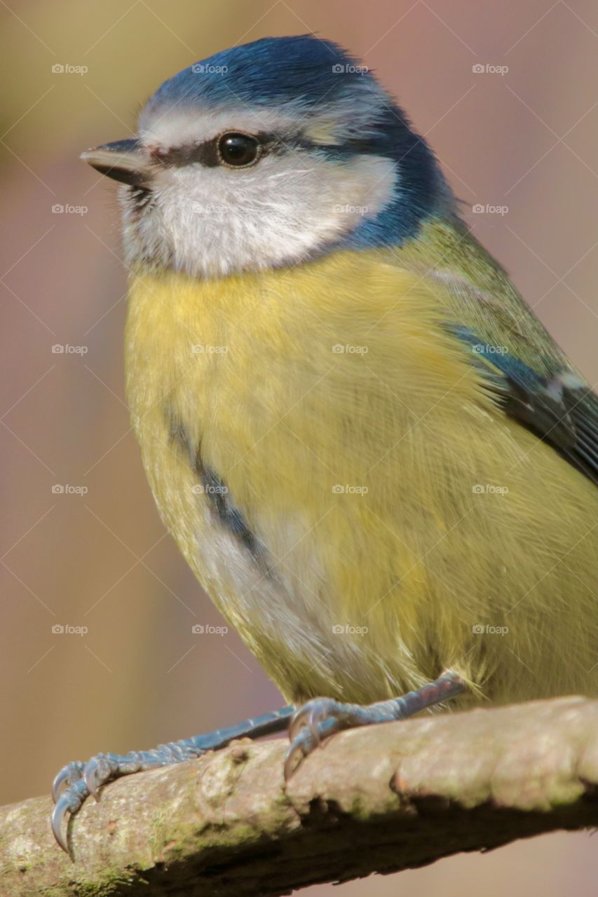 Blue tit