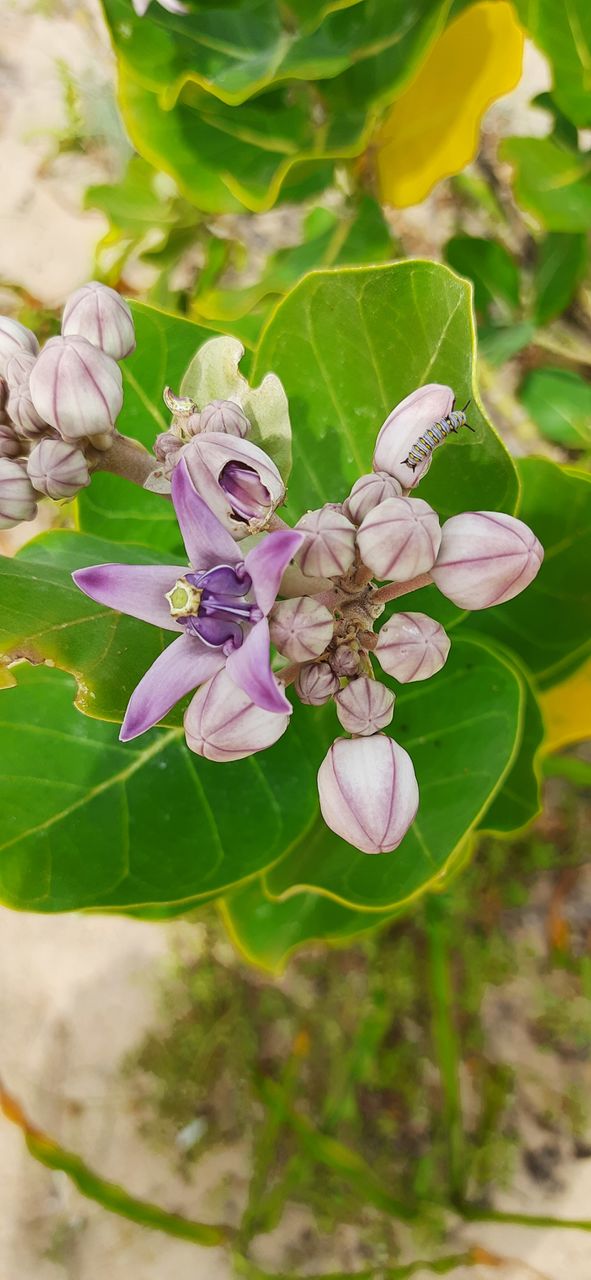 Beauty of natural flowers