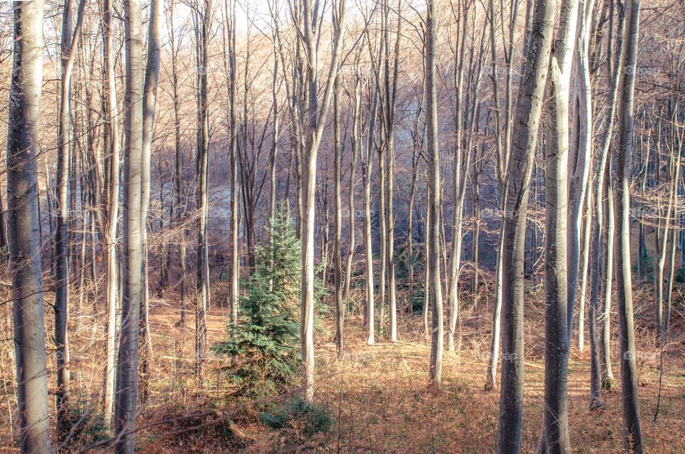 Beautiful Magic Forest, Rhodope Mountain, Bulgaria