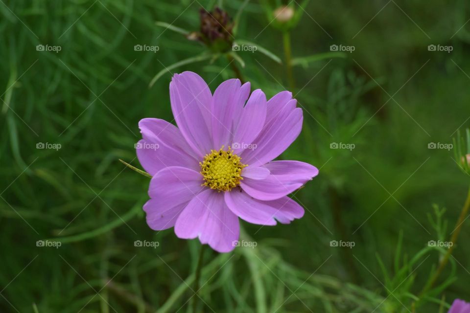 Pink flower