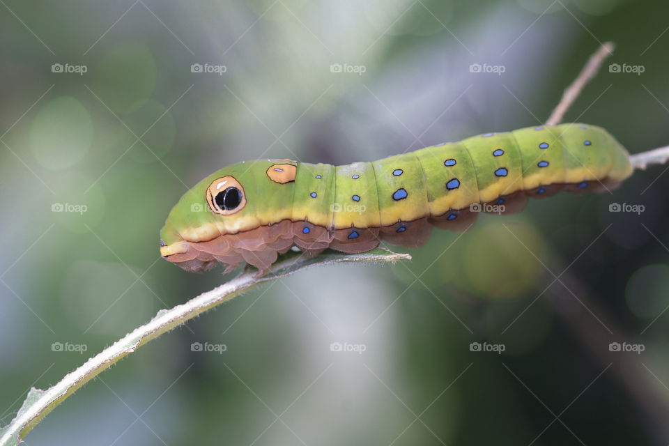 Swallowtail Butterfly Caterpillar 