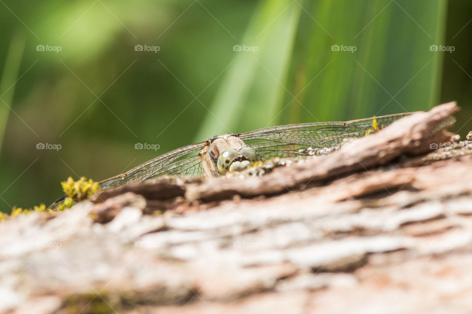 Dragonfly. The black-tailed skimmer (Orthetrum cancellatum).