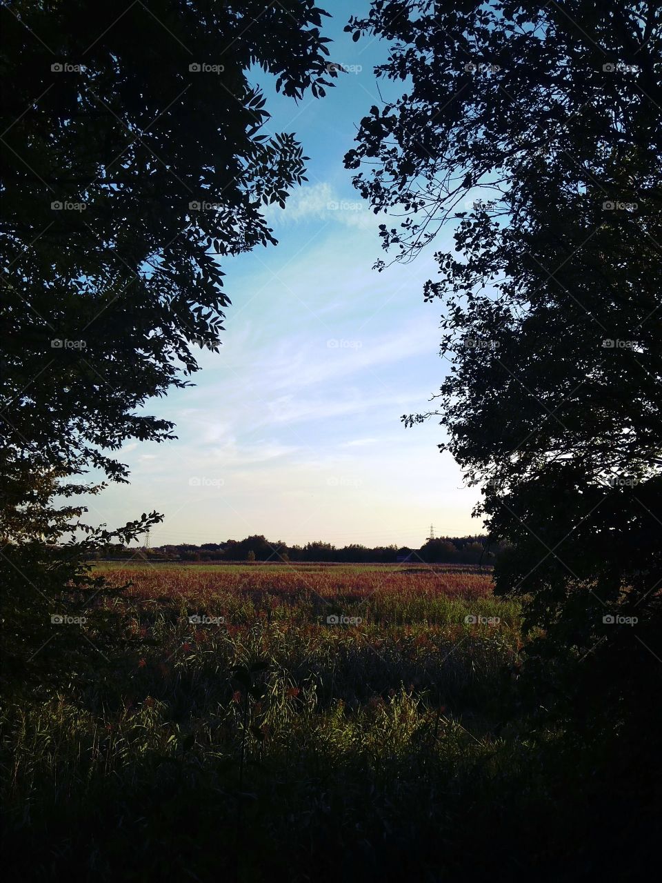 field View Roson Essex
