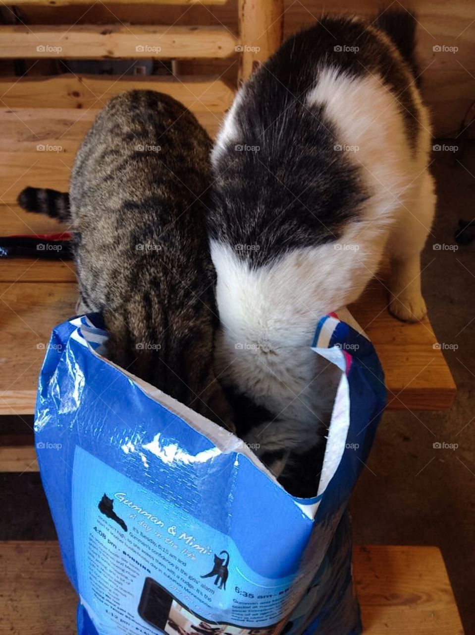 Cats Buried In Cat Food Bag 