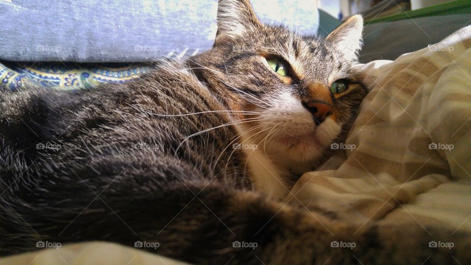 sleeping in the sunshine