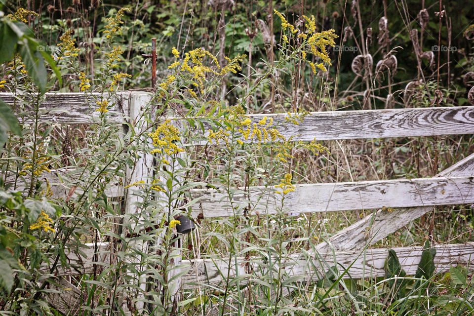 White fence with yellow flowers