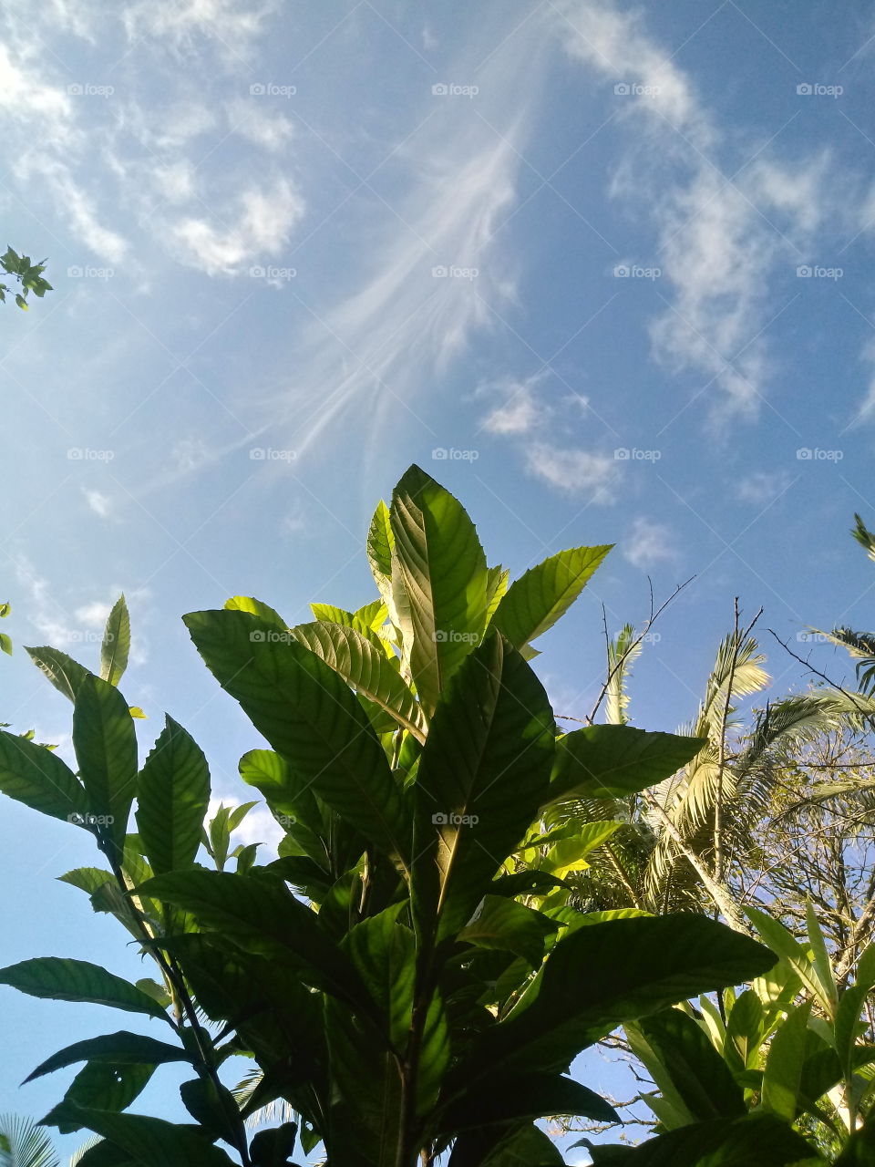 PLANT GARDEN FLOWERS BOTANICAL ENVIRONMENT BLÄTTER