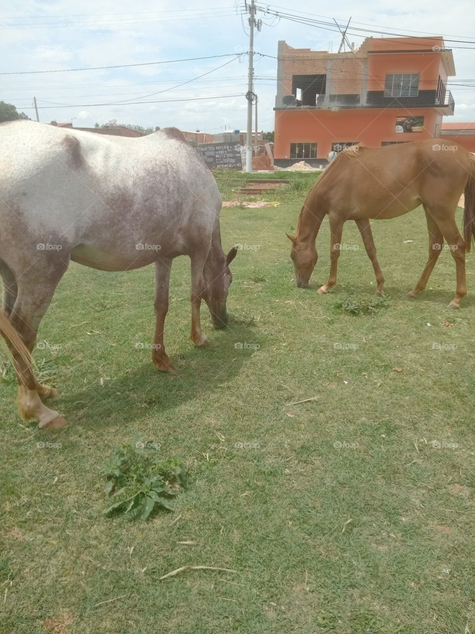 Editors'Choice Photo of the week: Animais à procura de alimentação