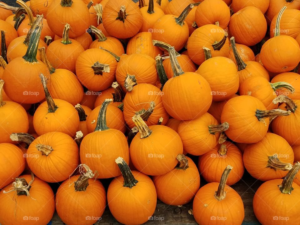 Ripe pumpkins of the autumn harvest season wait their turn to woe as jack-o-lanterns in the upcoming Halloween holiday.