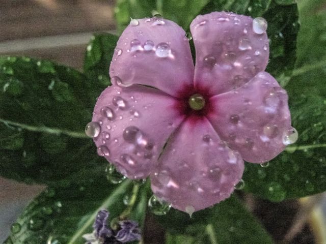 Beautiful Flower photo having water drops. It is an evergreen shrub that works as an ornamental plant and for medicinal purposes. Sadabahar, or periwinkle, is a commonly found plant in India and is said to be native to Madagascar.